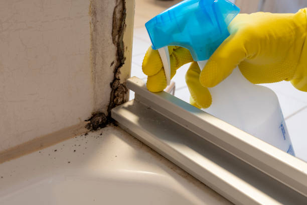 Best Office Mold Removal Services  in Chaska, MN
