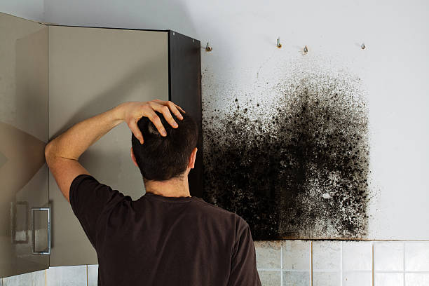 Professional Mold Removal in Chaska, MN