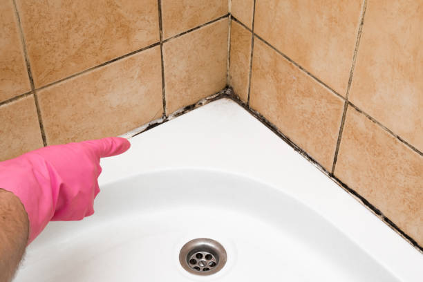 Mold Testing and Removal in Chaska, MN